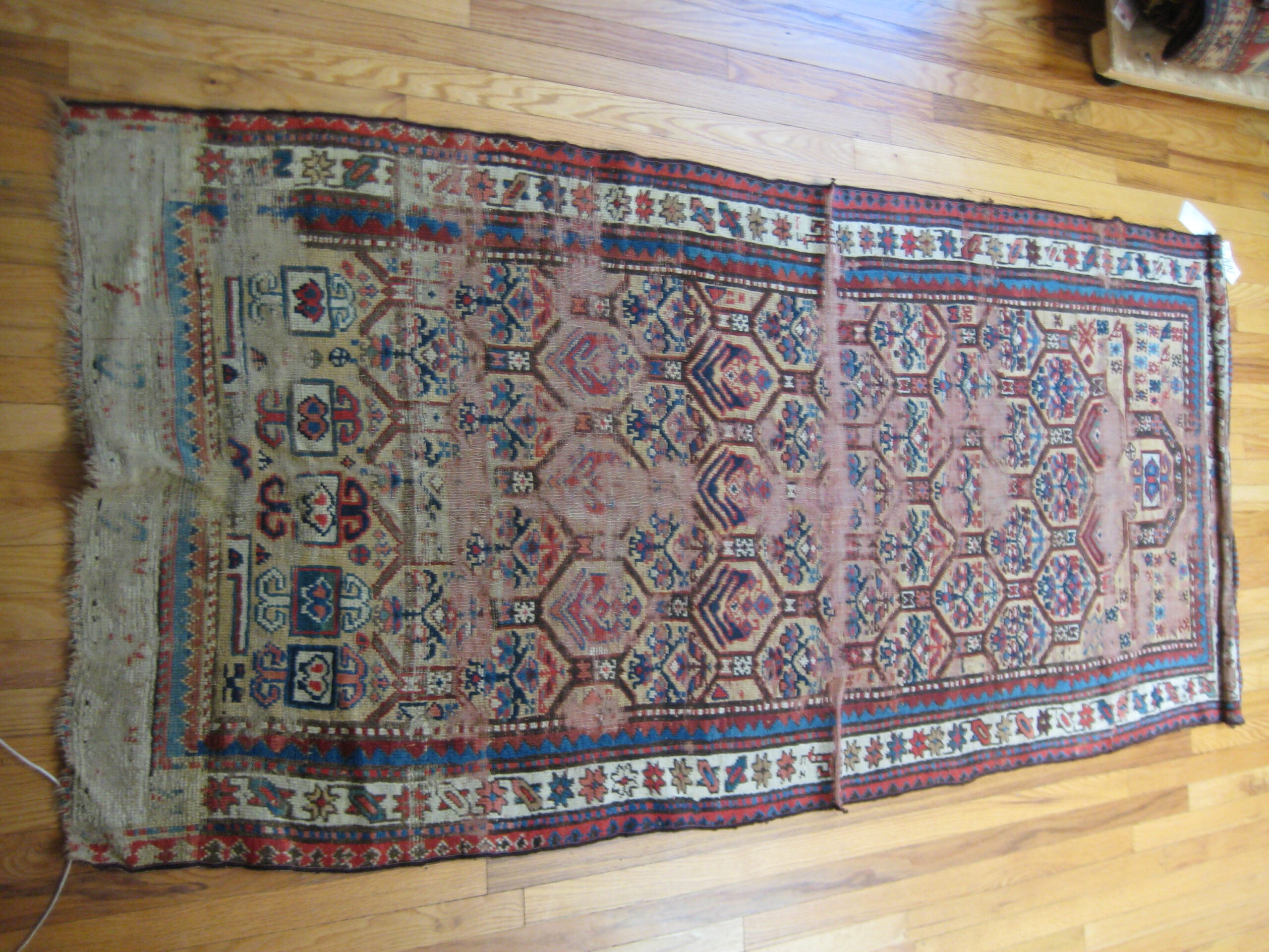 52253 - Caucasian Shirvan